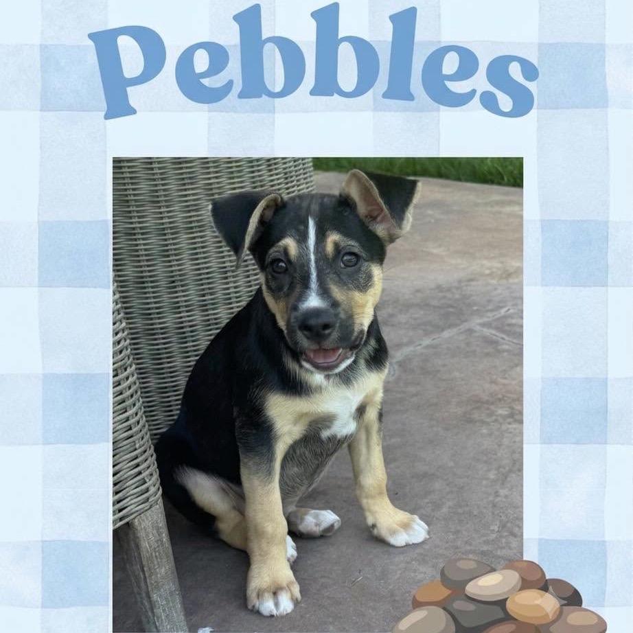 Pebbles