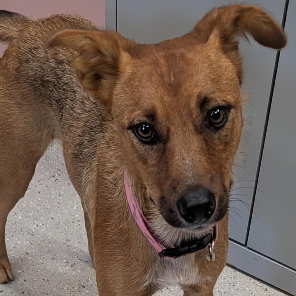(Vet 7-22) Bindi
