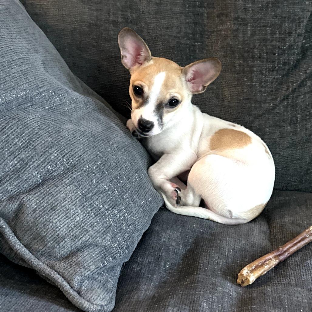 Georgie (AKA Dopey)