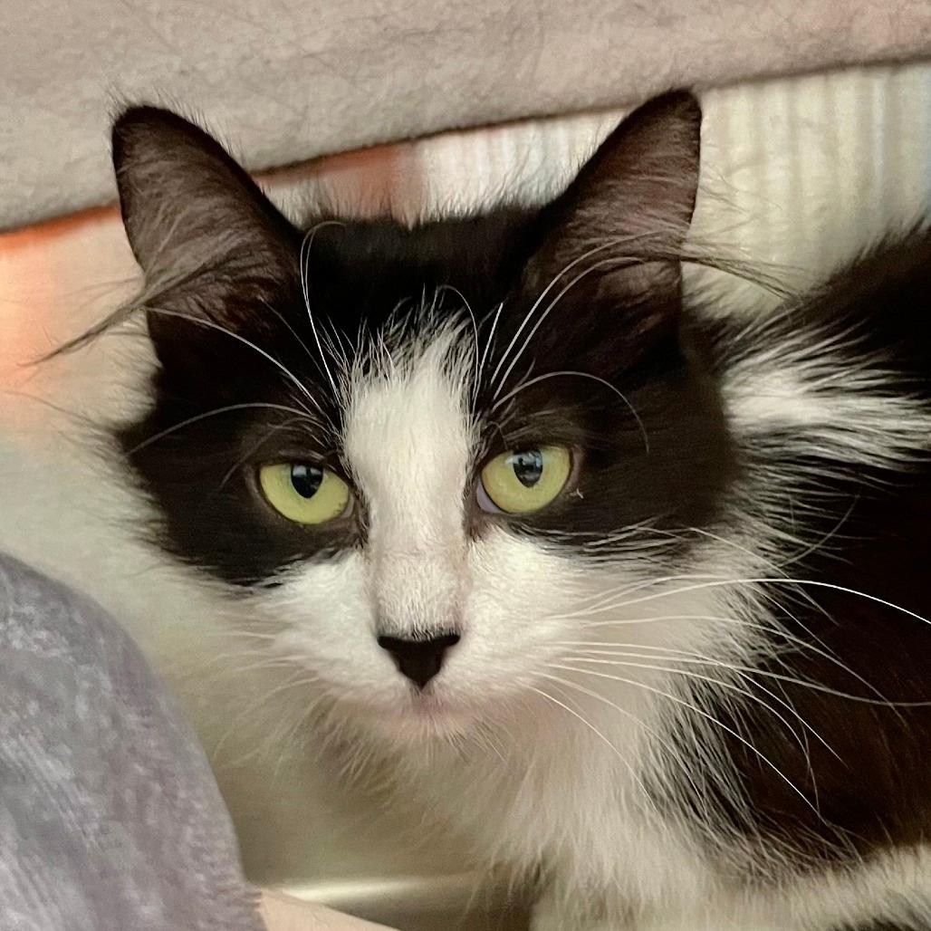Oreo