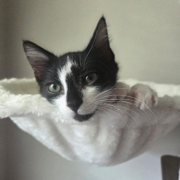 Smudge