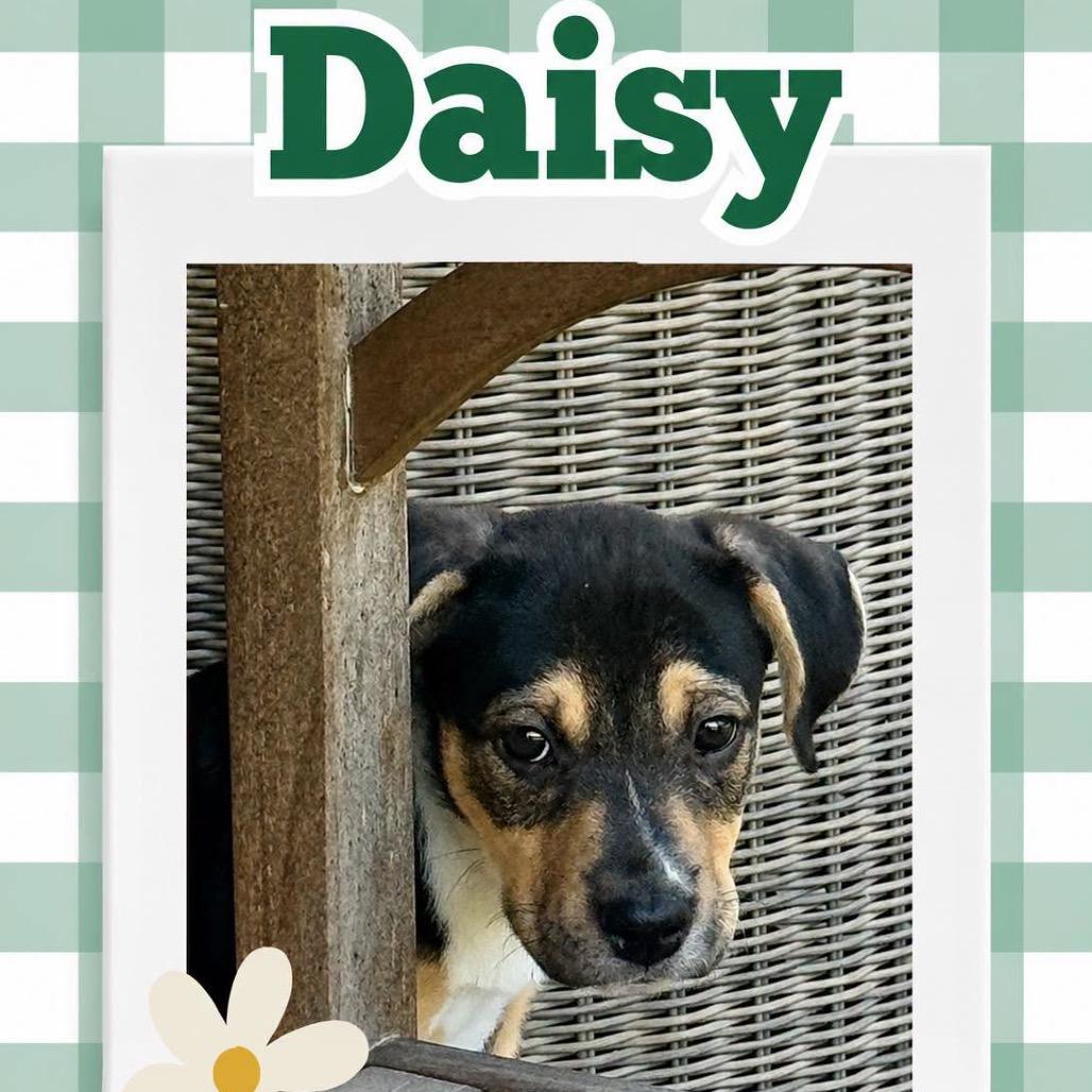 Daisy