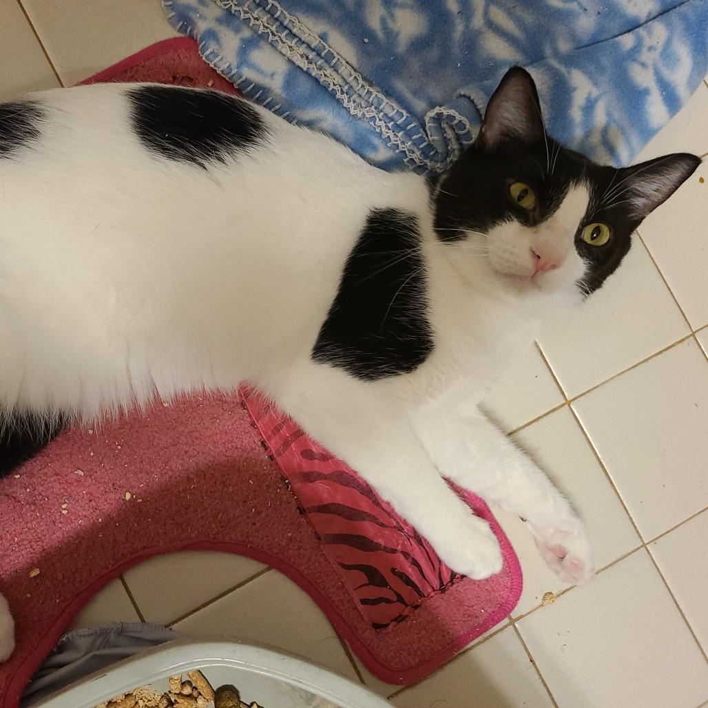 Domino