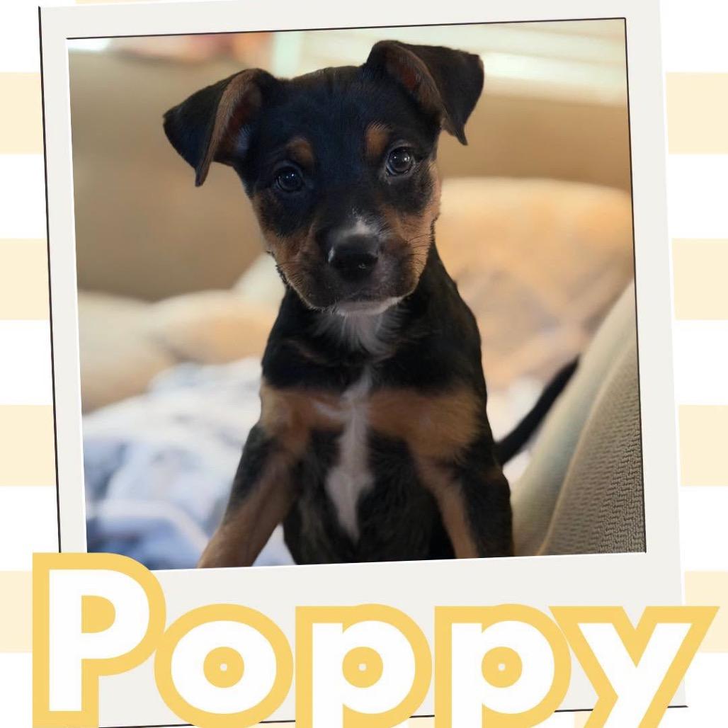 Poppy