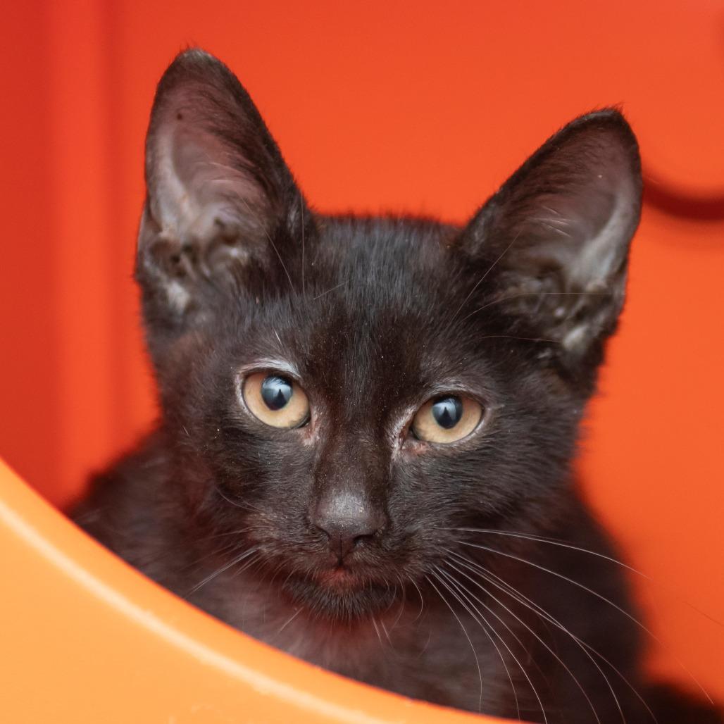 Milo