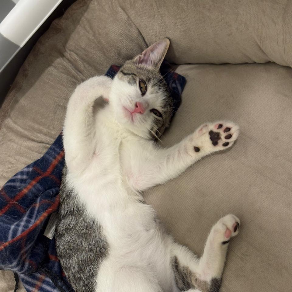 Georgie