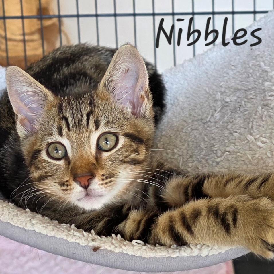 Nibbles 