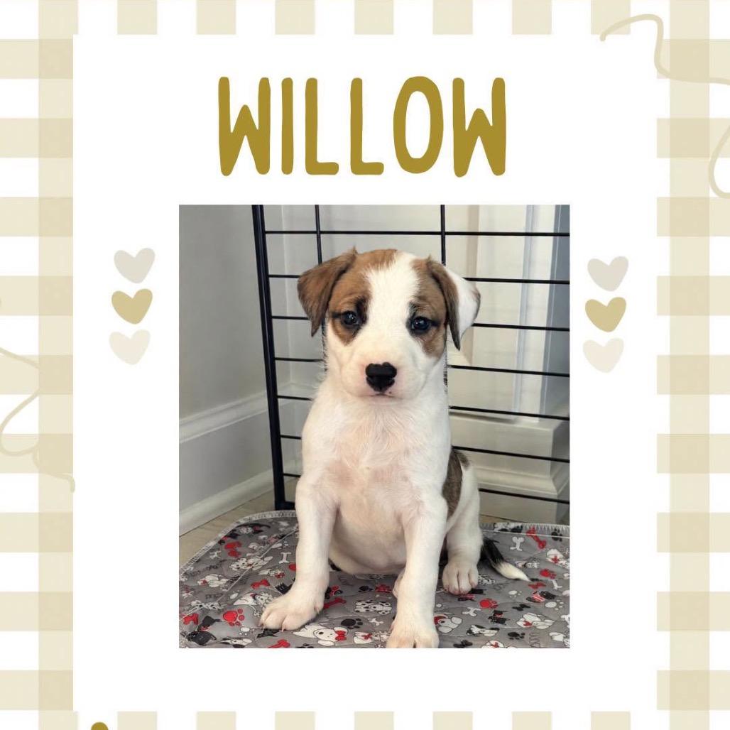 Willow