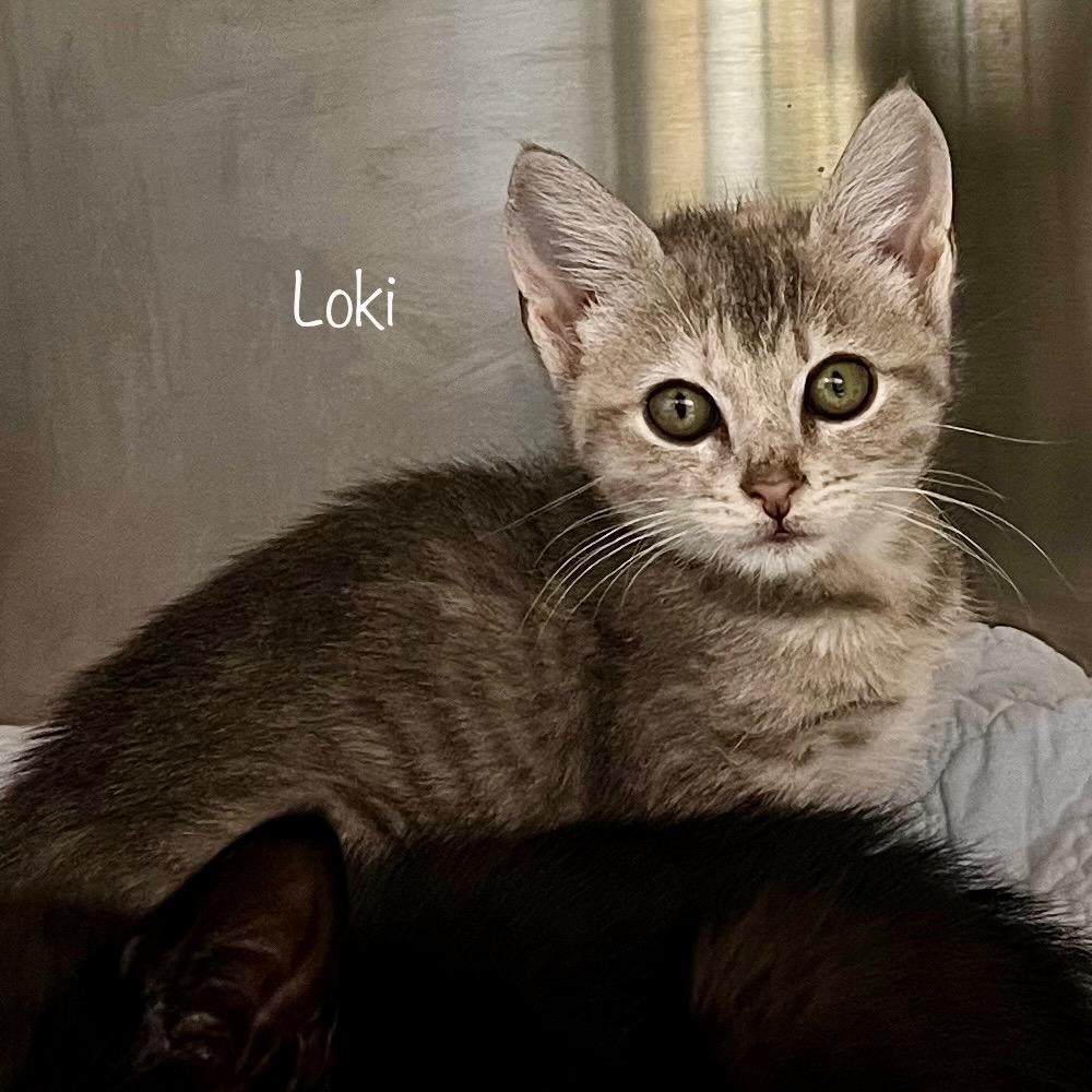 Loki