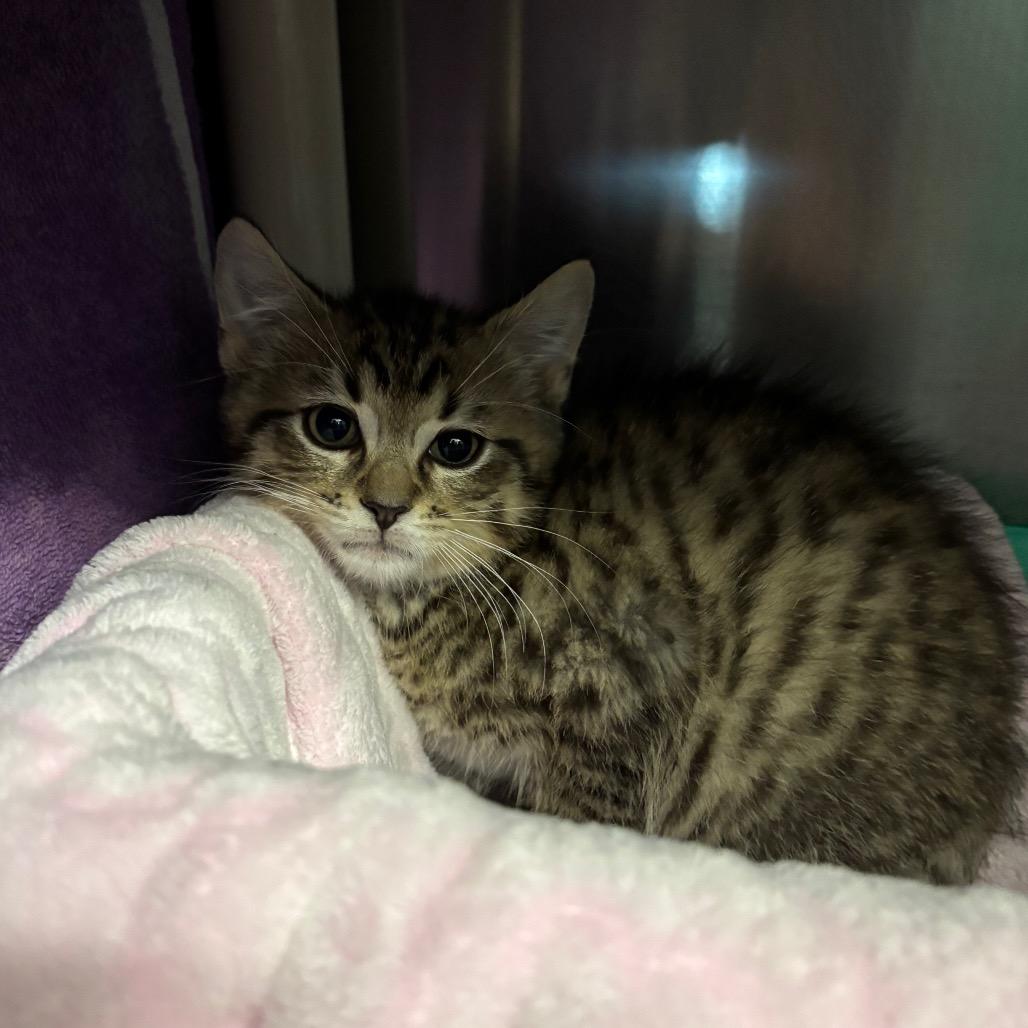 Burnt Tortilla-Tiny Spirit Kitten