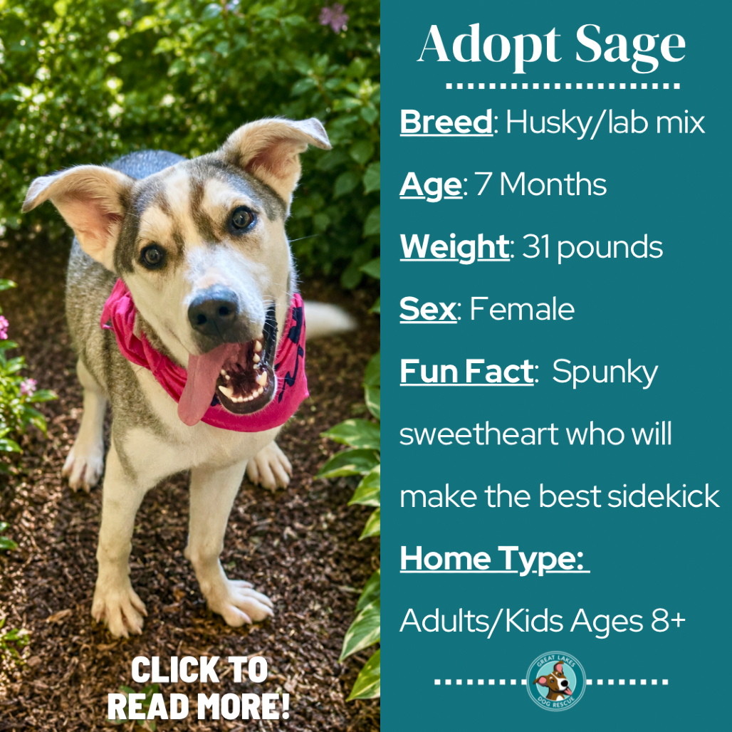 Sage