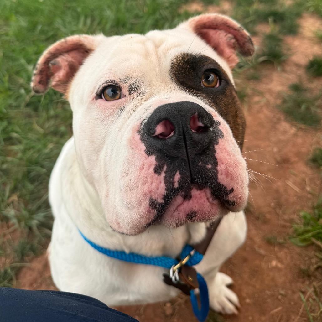 Diesel