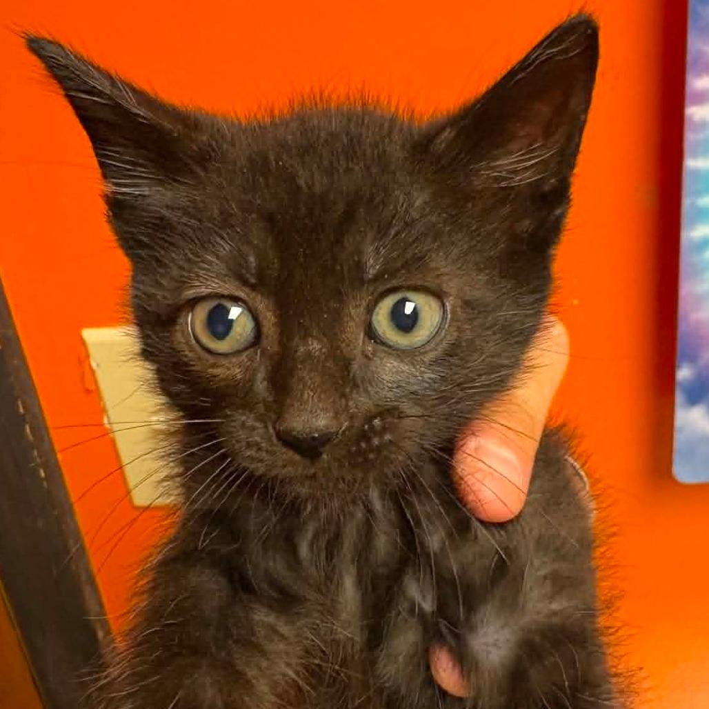 Adoptable Cats & Kittens in Cookeville, TN | Chewy.com