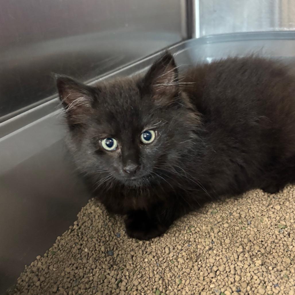 Egg Wash-Tiny Spirit Kitten