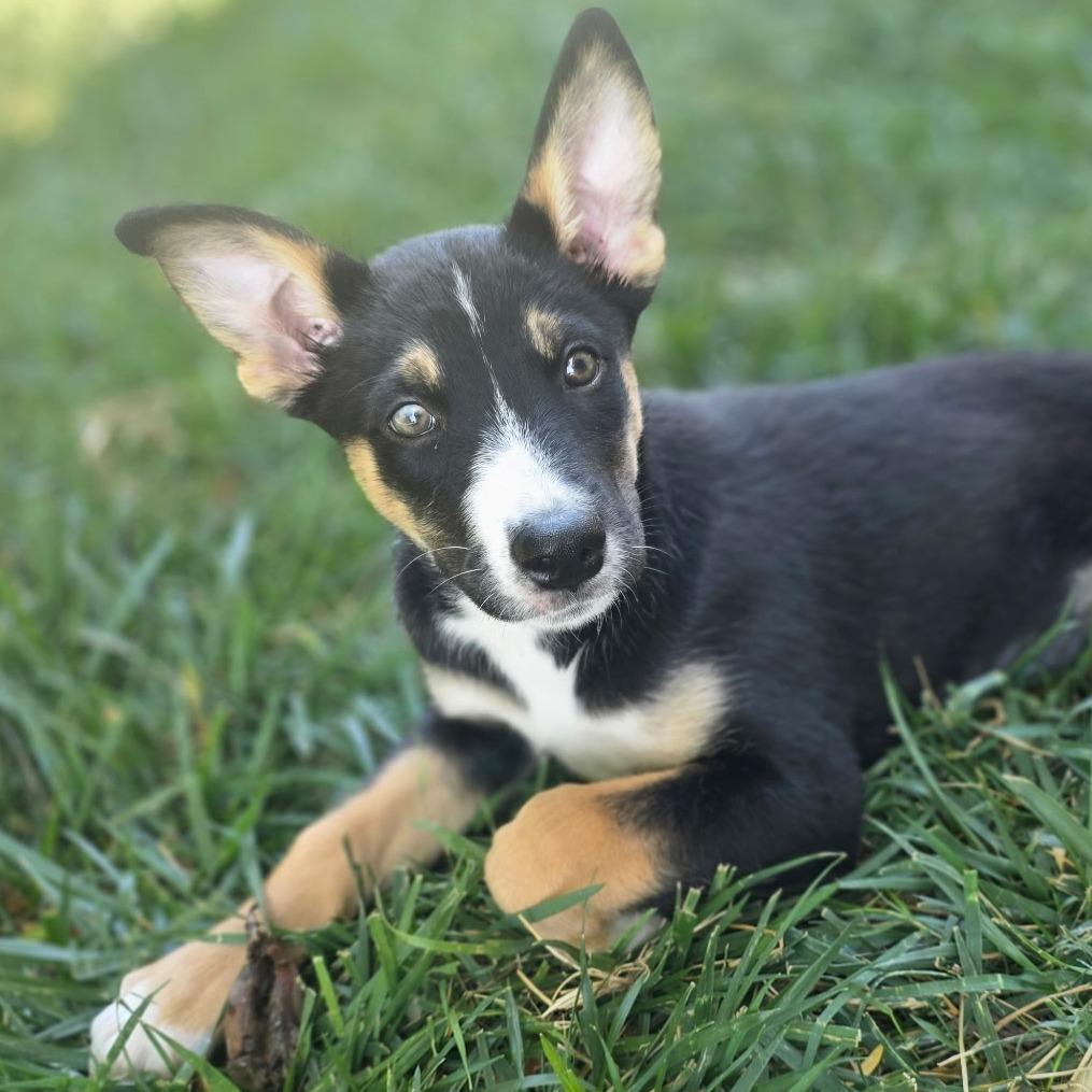S'MORE (puppy)