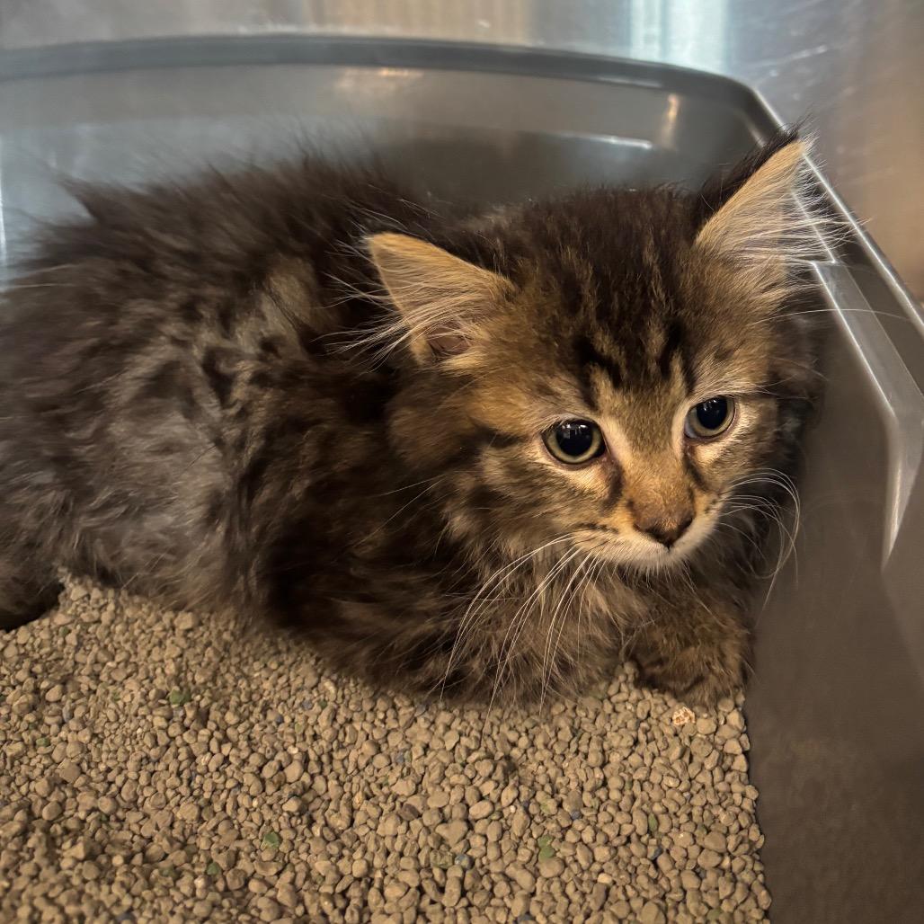Midnight Snack-Tiny Spirit Kitten