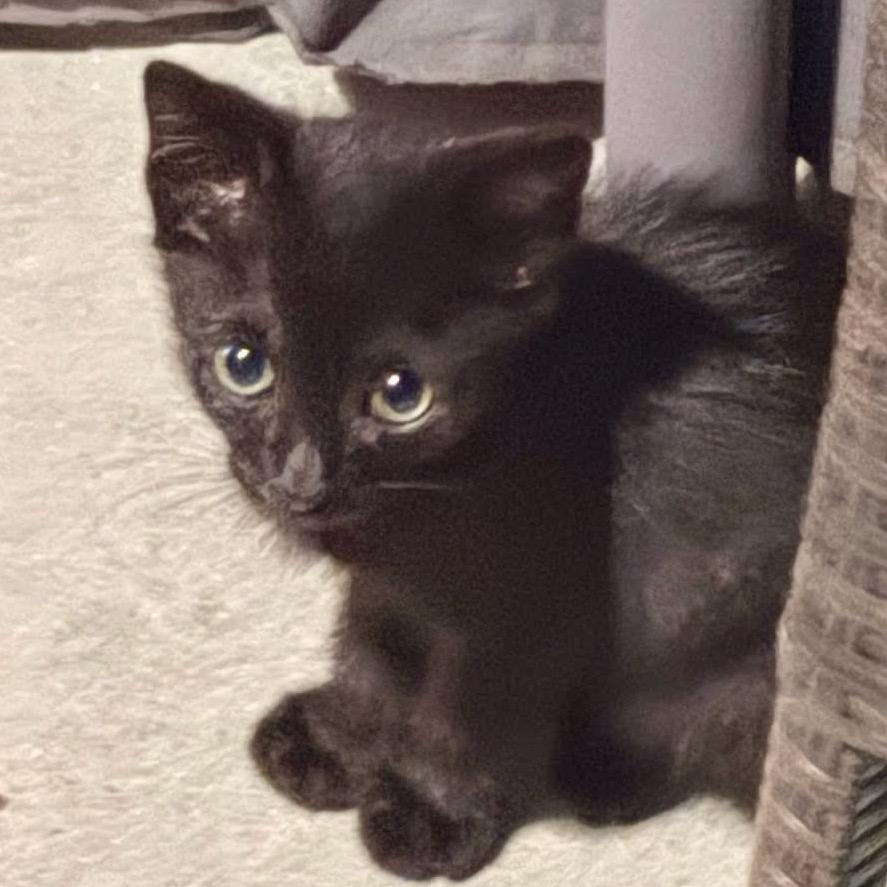Cocoa