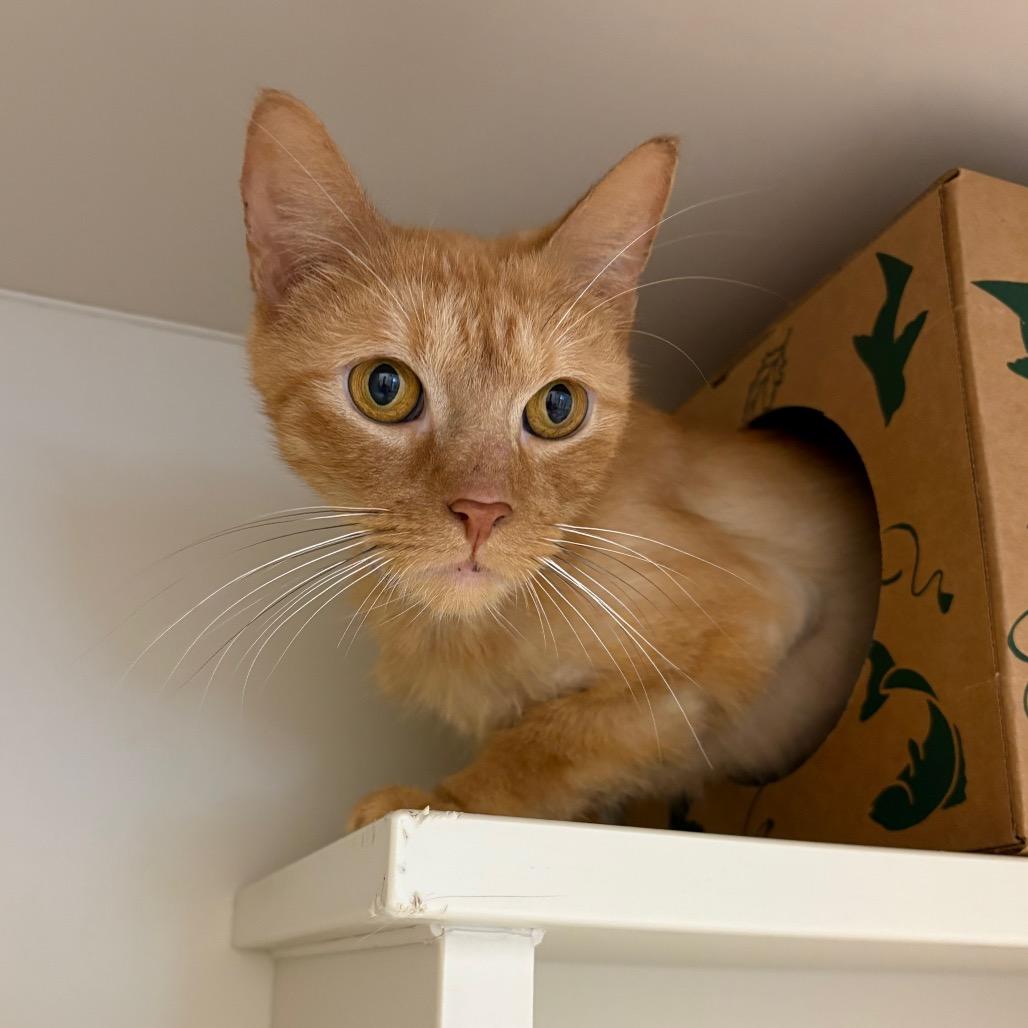 Garfield