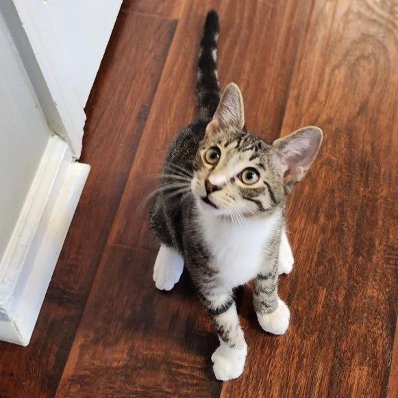 Bunzie