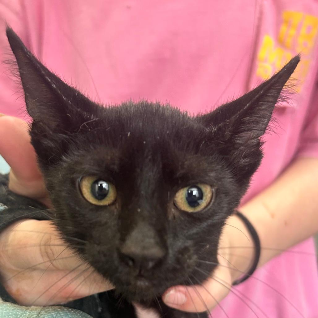Binx