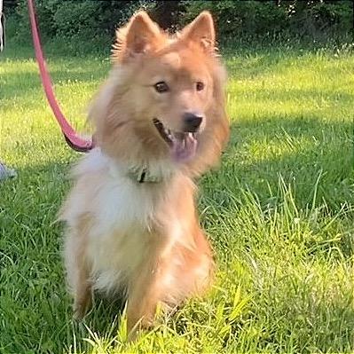 Sunshine  (simba)