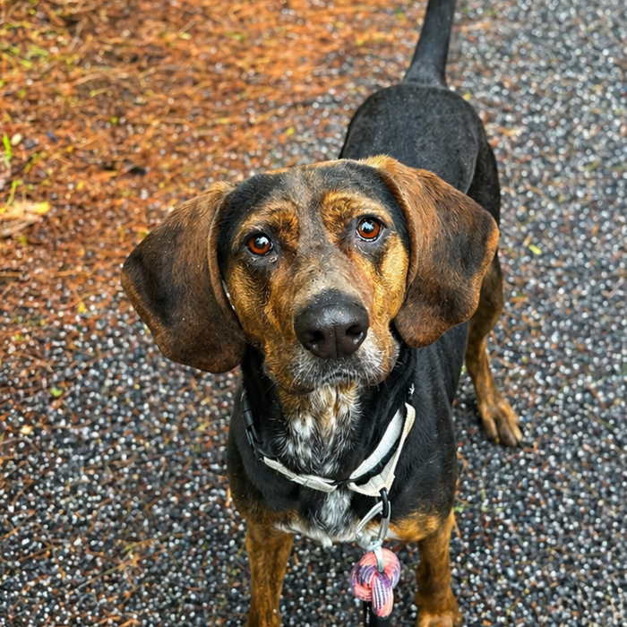 Hank