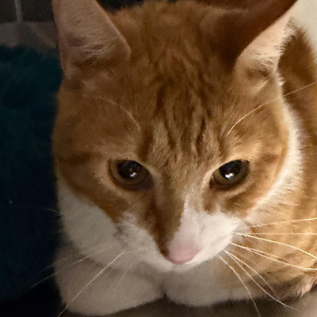 Oliver