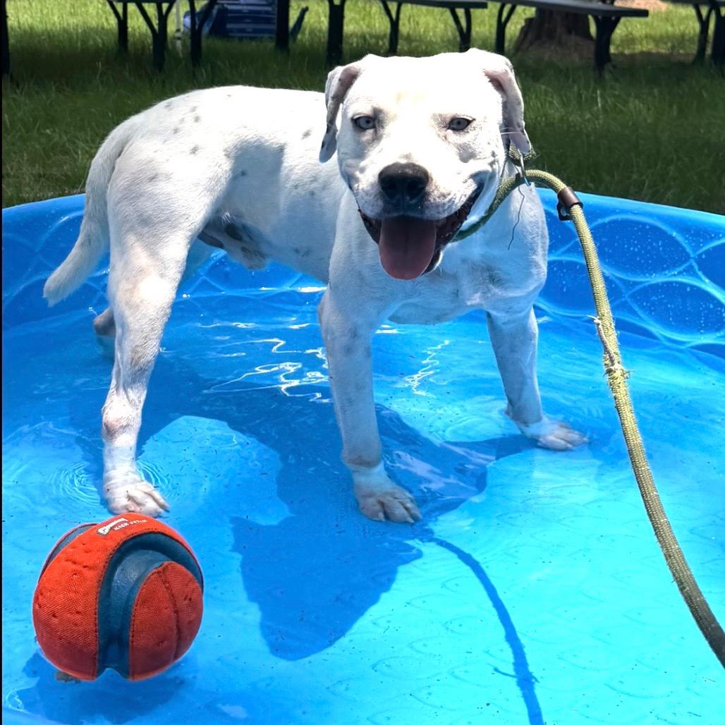 Rascal 