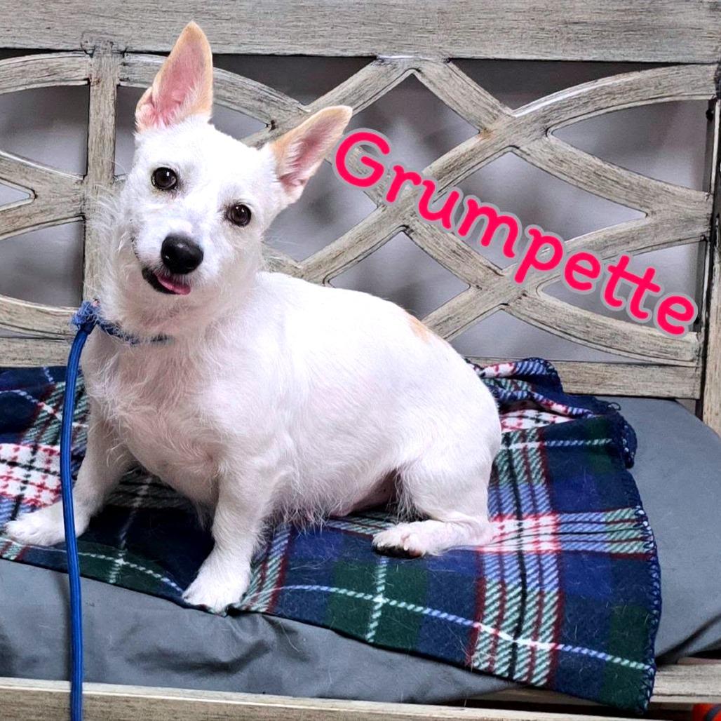 Grumpette