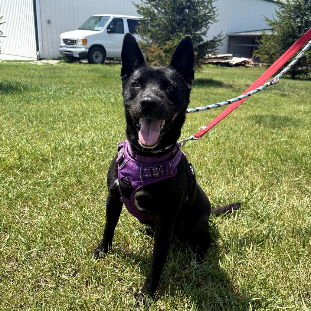 Koda