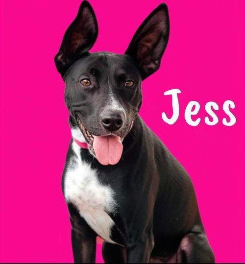 jess