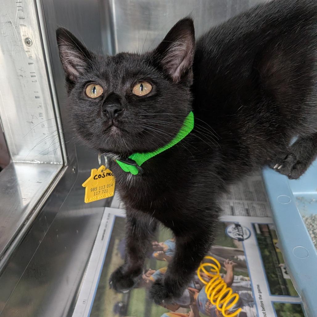 Cosmo-Tiny Spirit Kitten 50% OFF
