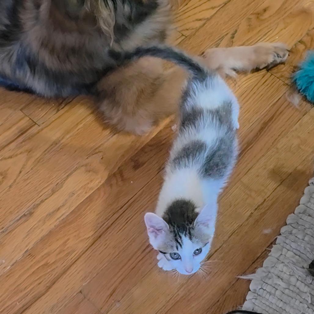 Purrfect