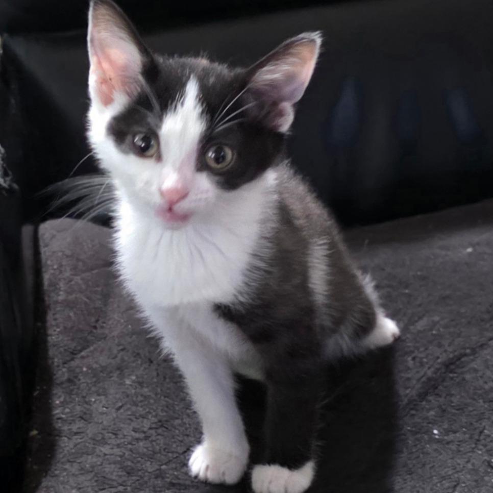 Zorro