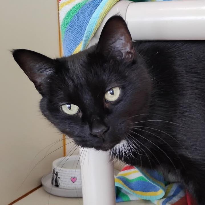 Binx