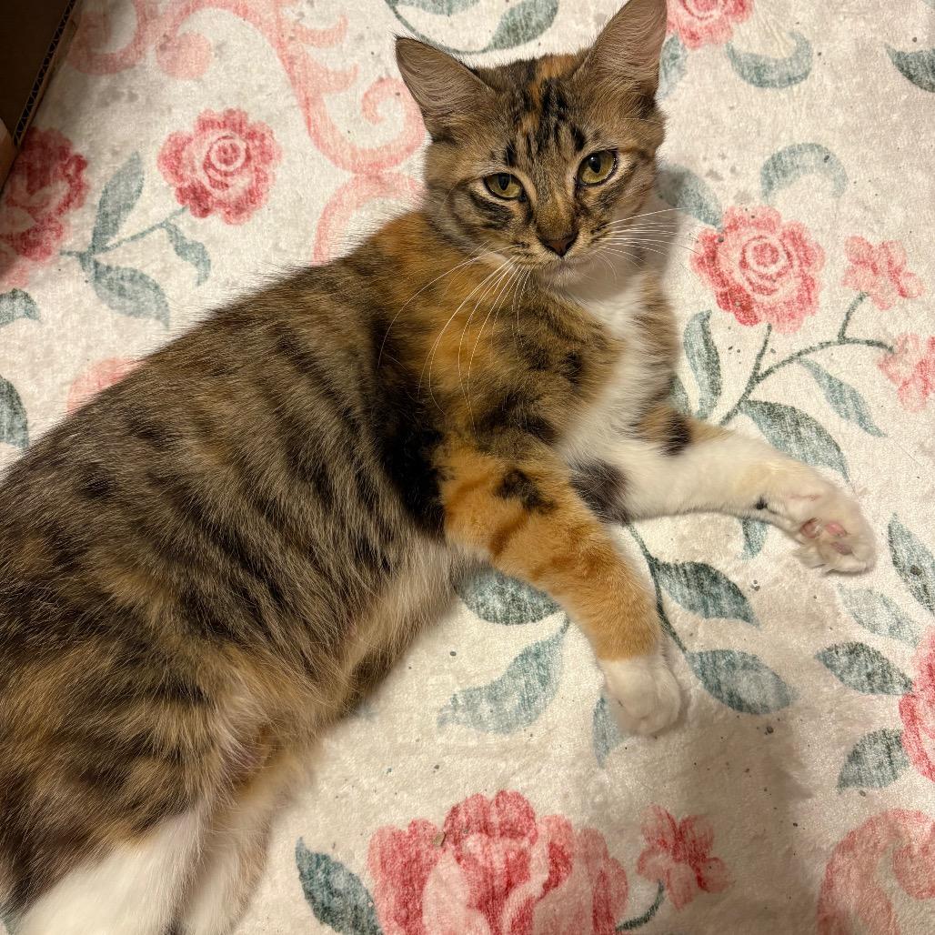 Beverly Girl-CA