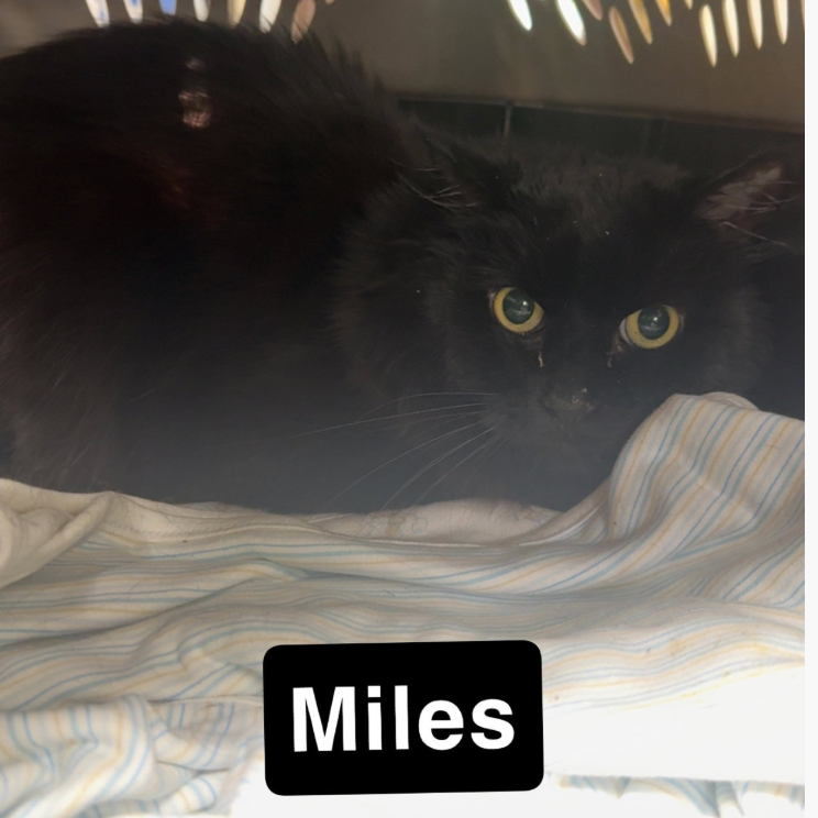 Miles 
