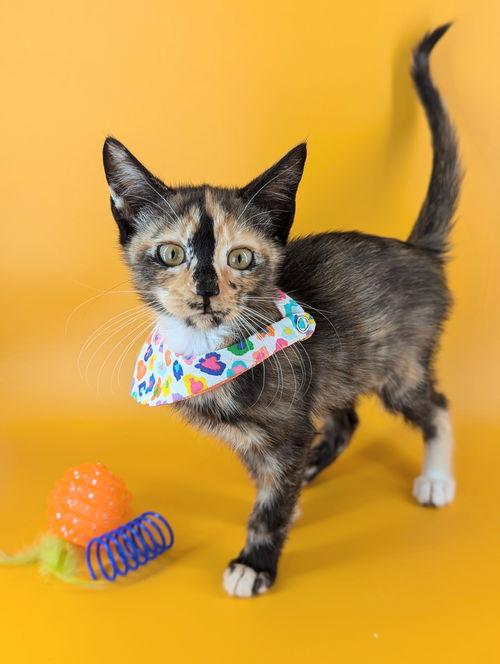 smee (peter pan litter)