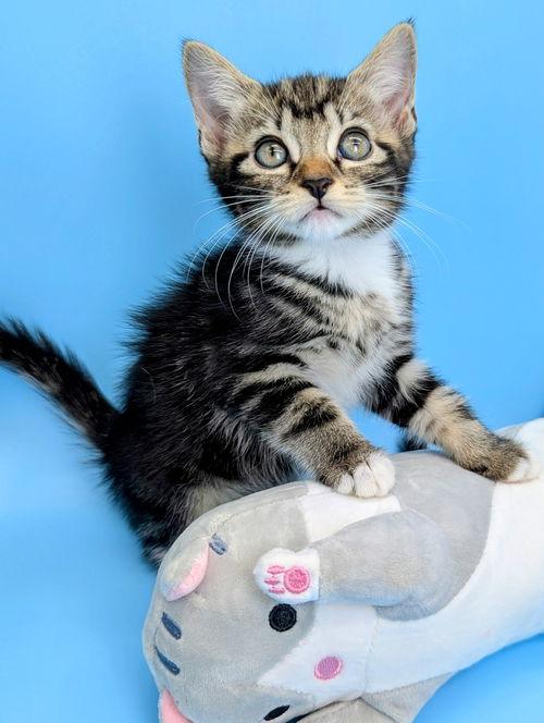 tiger lily (peter pan litter)