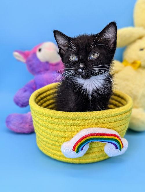 wendy (peter pan litter)