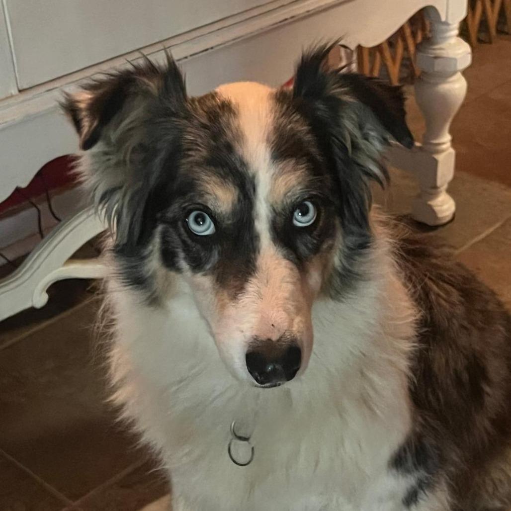 Ali