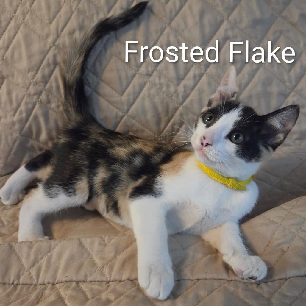 Frosted Flake (yellow collar)