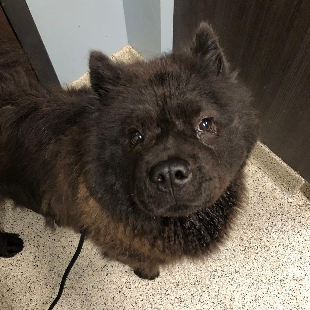 Soot Sprite