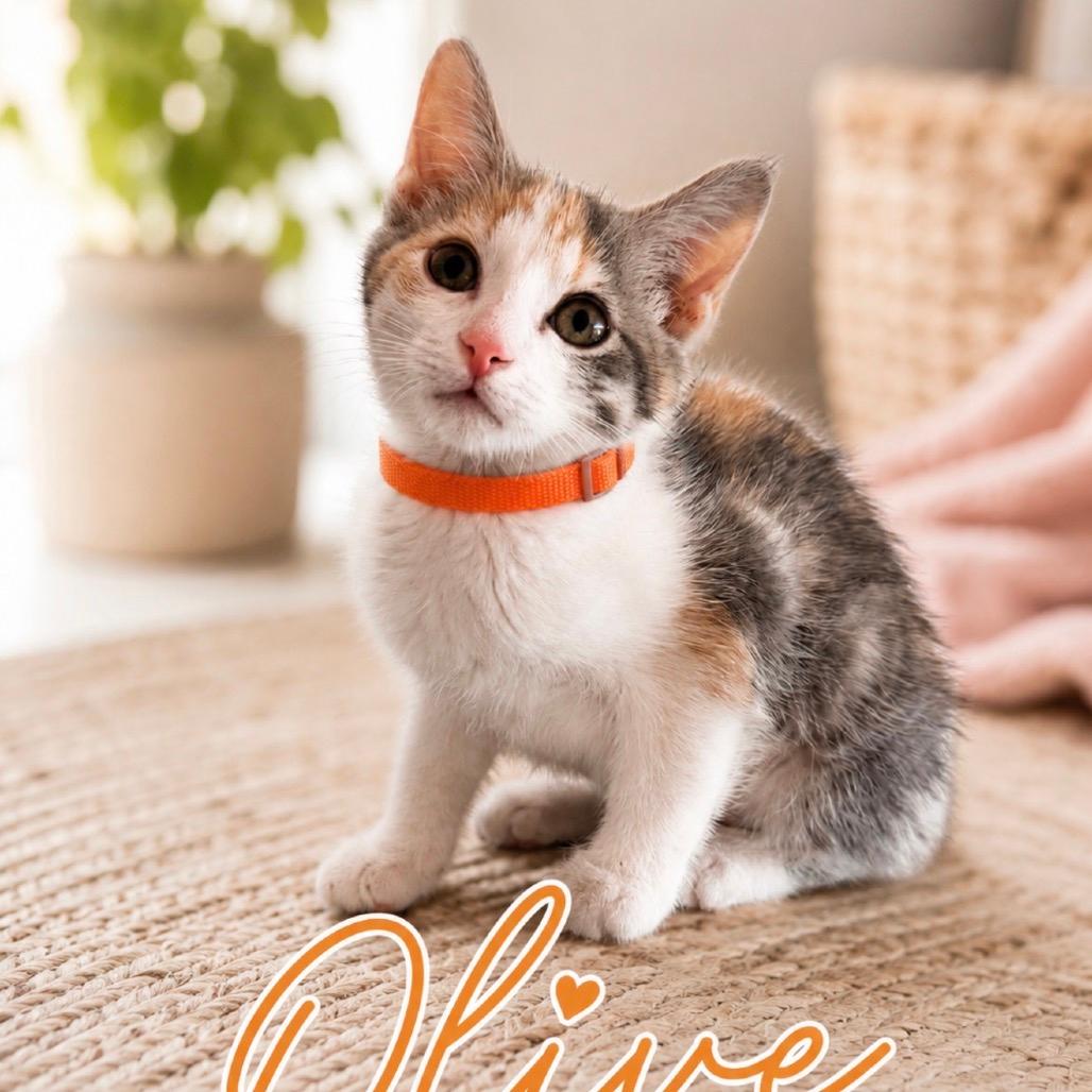 Olive (orange)