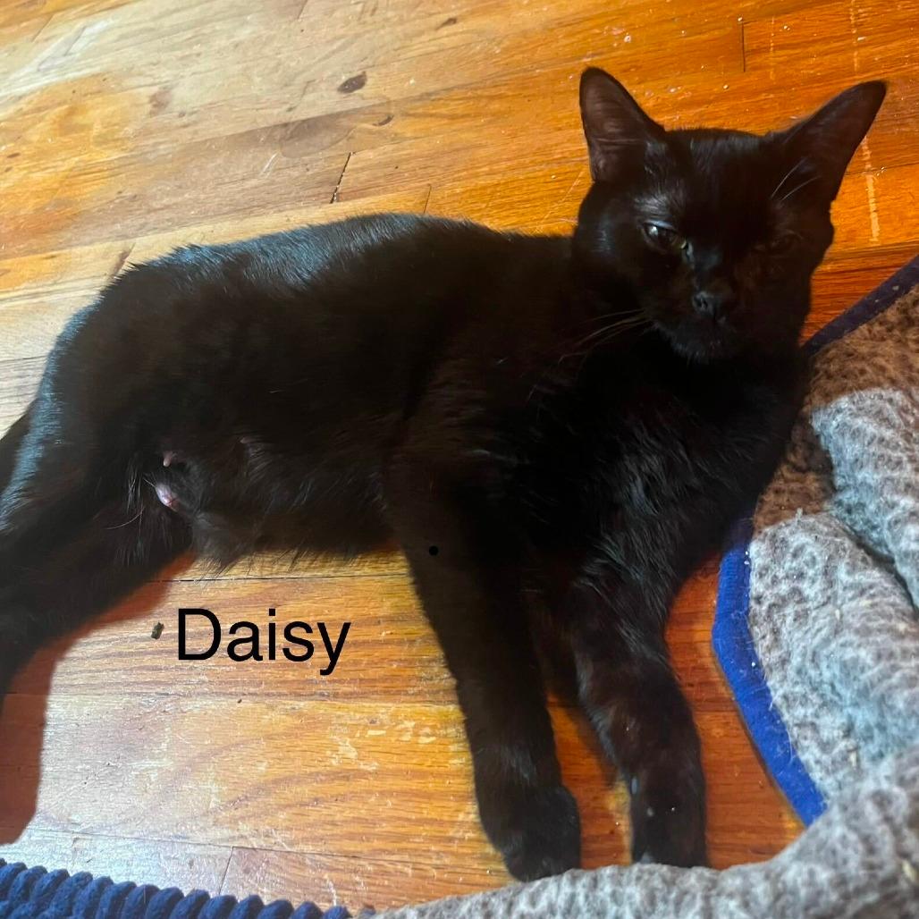 Daisy