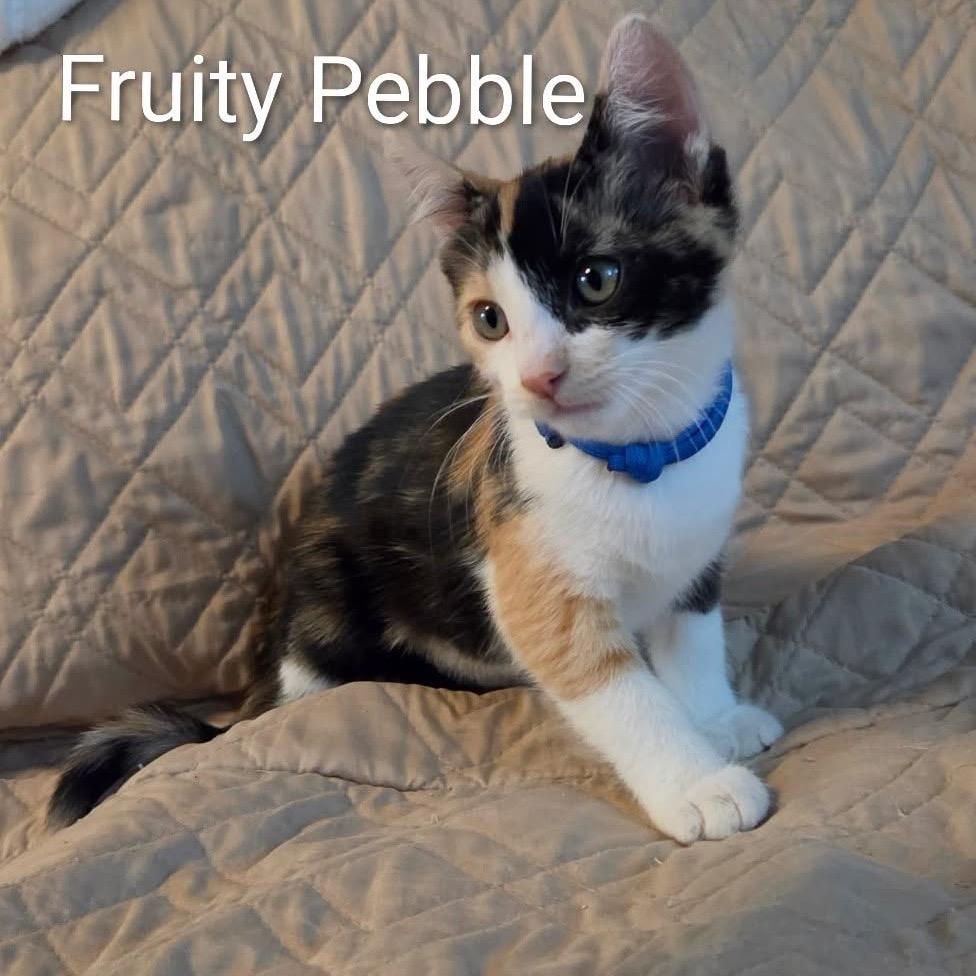 Fruity Pebble (blue collar)