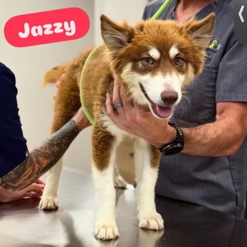 Jazzy