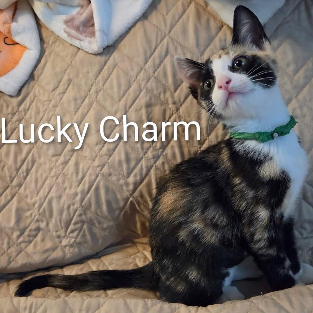 Lucky Charm (green collar)