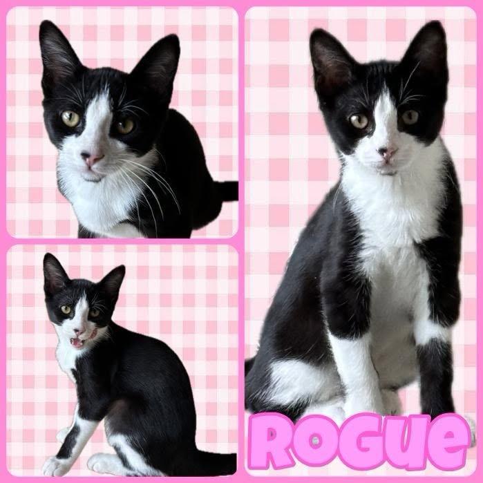 Rogue