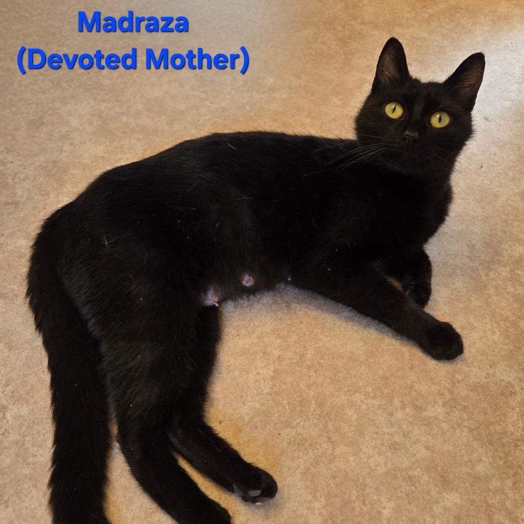 Madraza